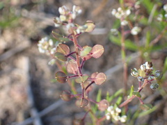 Lepidium nitidum