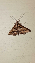 Diasemia grammalis