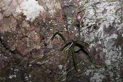 Sarcochilus ceciliae