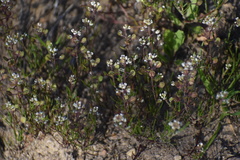 Lepidium nitidum