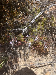 Prismatocarpus diffusus