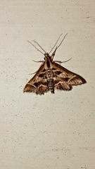 Diasemia grammalis