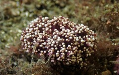 Dendronephthya australis