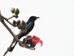 Dicrurus hottentottus