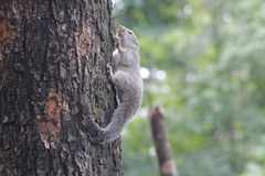Heliosciurus gambianus