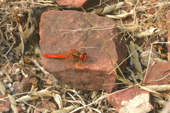 Crocothemis servilia