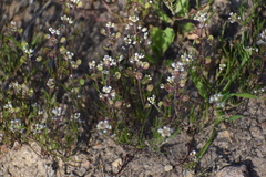 Lepidium nitidum