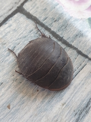 Polyphaga aegyptiaca