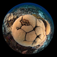 Gardineroseris planulata