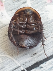 Polyphaga aegyptiaca