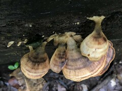 Flabellophora