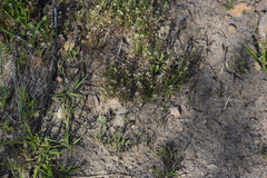 Lepidium nitidum
