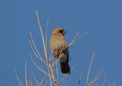 Garrulus glandarius brandtii