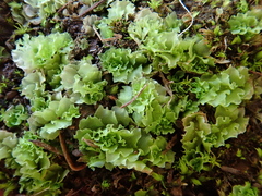 Fossombronia angulosa