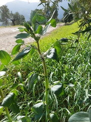 Vicia faba