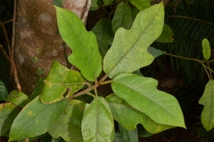 Ficus simplicissima