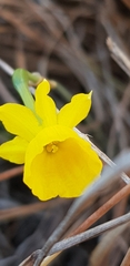 Narcissus assoanus