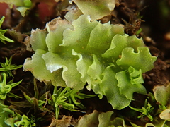 Fossombronia angulosa