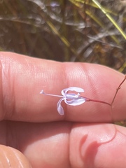 Prismatocarpus diffusus