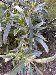 Penstemon spectabilis