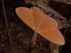Eumelea rosalia