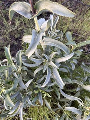 Penstemon spectabilis