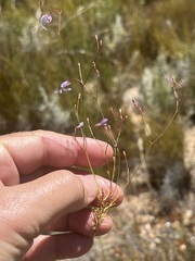 Prismatocarpus diffusus