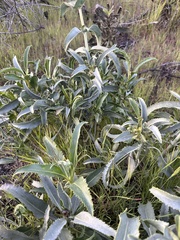 Penstemon spectabilis