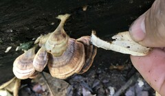 Flabellophora