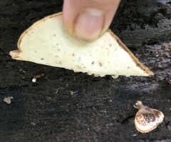 Flabellophora