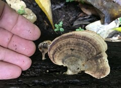 Flabellophora