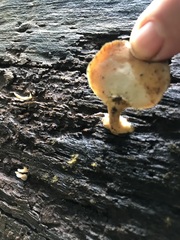 Flabellophora