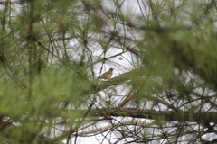 Turdus libonyana