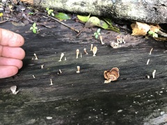 Flabellophora