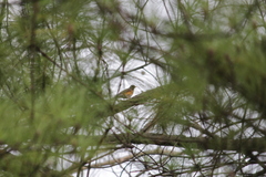 Turdus libonyana