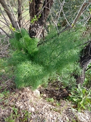 Ferula communis
