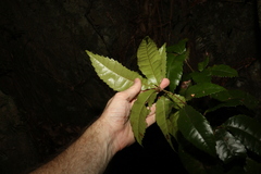 Pseudoweinmannia lachnocarpa