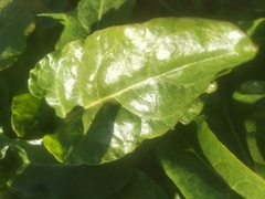Beta vulgaris