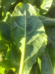 Beta vulgaris