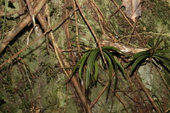 Sarcochilus ceciliae