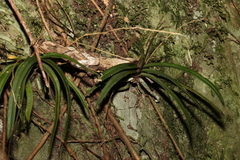 Sarcochilus ceciliae