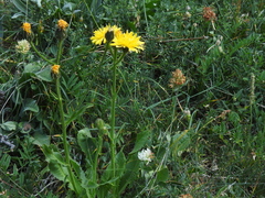 Crepis conyzifolia