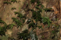 Arthropteris tenella