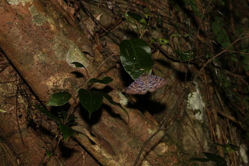 Granny's Cloak Moth photo 4