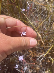 Prismatocarpus diffusus