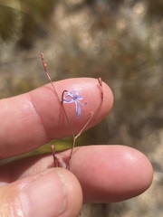 Prismatocarpus diffusus