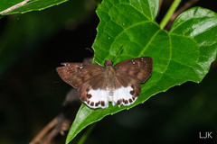 Tagiades ultra