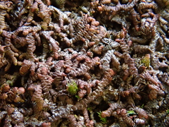 Frullania tamarisci