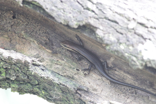 Angolan Variable Skink