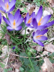 Crocus tommasinianus